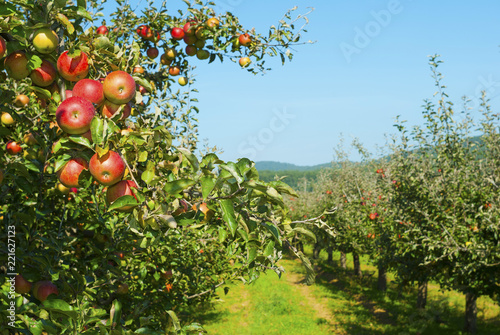 Fotografie Apple orchard