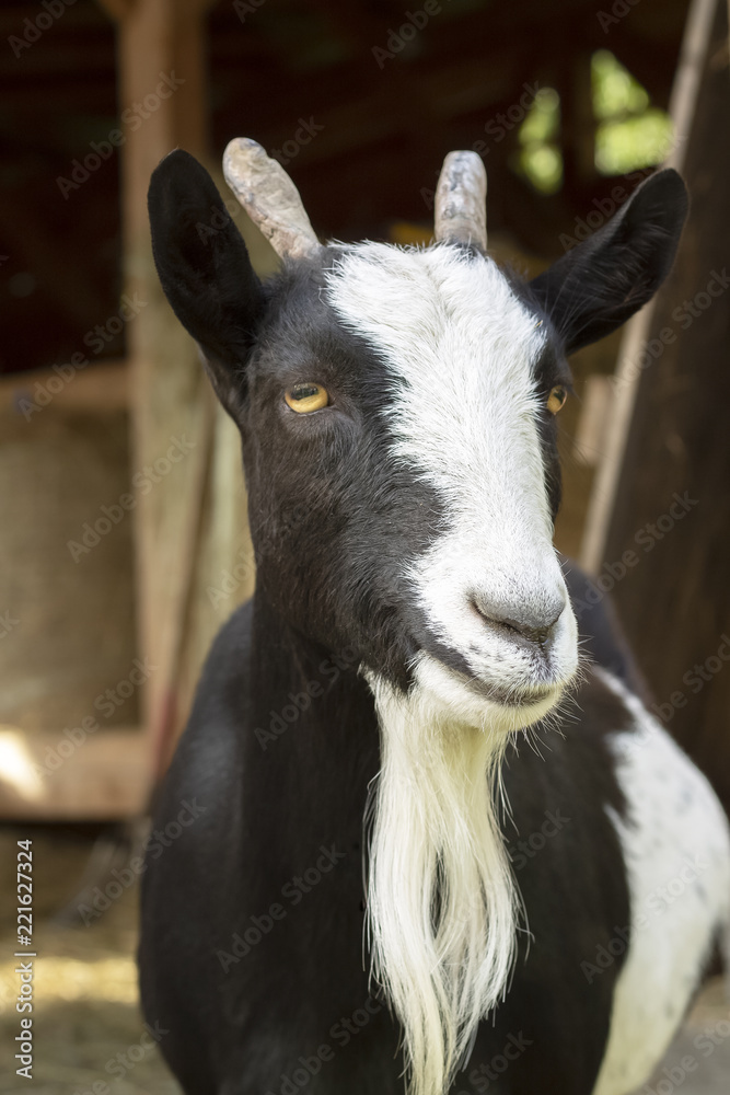 Portrait a close up of a black-white goat with horns. Farm animal. Portrait a close up of a black-white goat with horns. Farm animal.