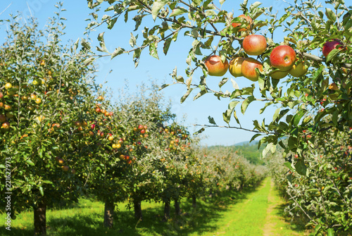 Apple orchard