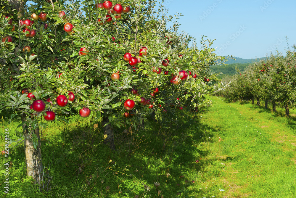 Apple orchard