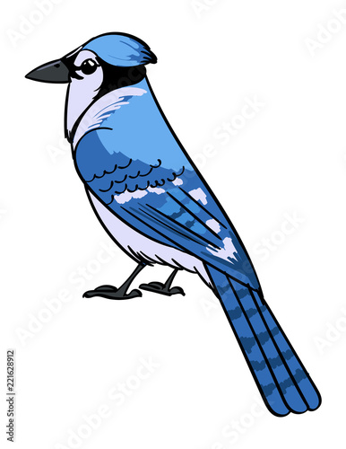 Male Blue Jay