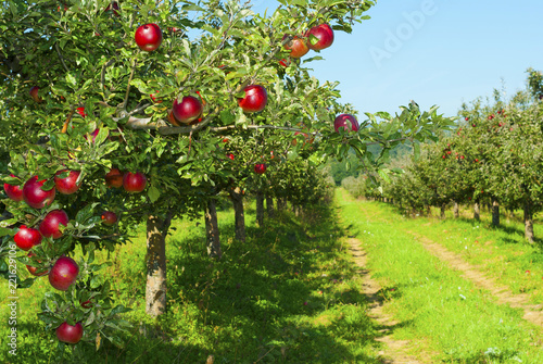 Apple orchard