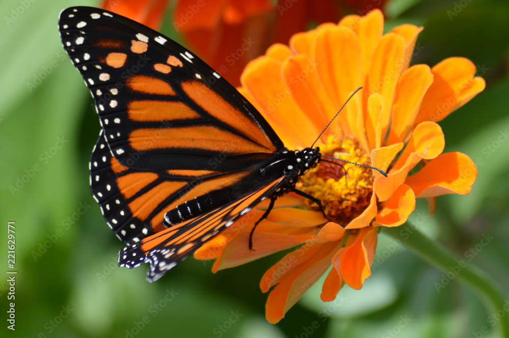 Obraz premium Monarch butterfly on a flower