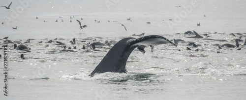 Humpback Whales and California Sea Lions Feeding on Anchovies, Monterey Bay