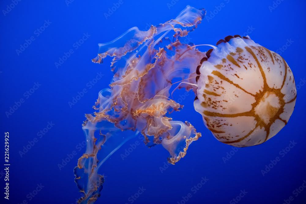 Naklejka premium Purple Striped Jellyfish, Monterey Bay Aquarium