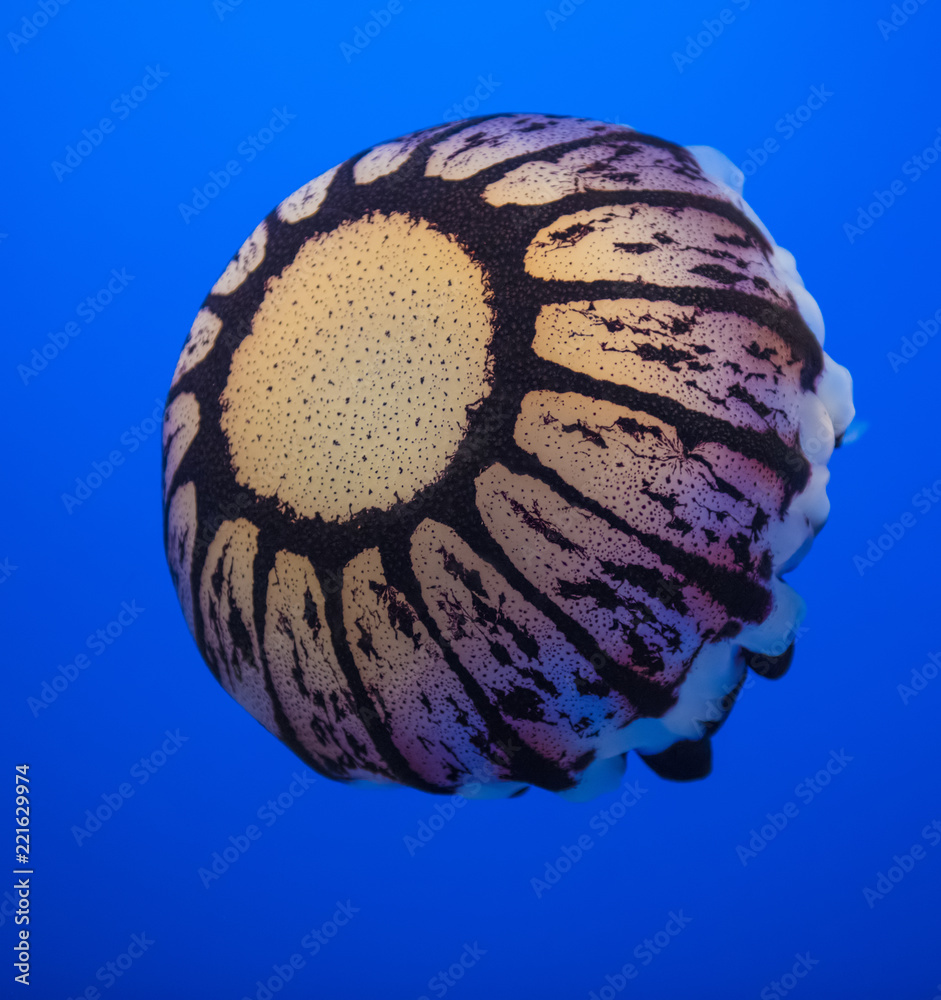 Obraz premium Purple Striped Jellyfish, Monterey Bay Aquarium