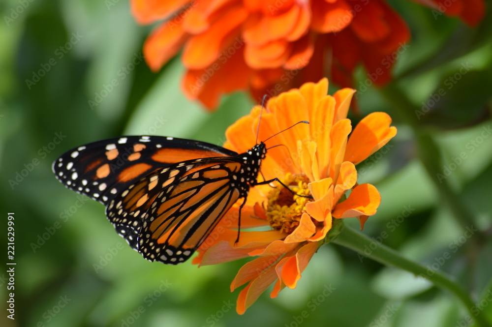 Obraz premium Monarch butterfly on a flower