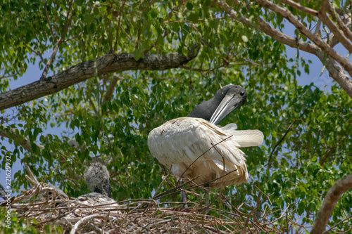 A family of Jabirus on their nest in the Pantanal region of Brazil photo