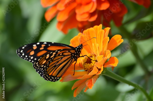 Monarch butterfly on a flower © Kari