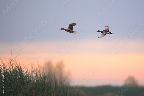 Ducks flying above grass at sunset