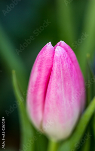 Close up of a single pink tulip