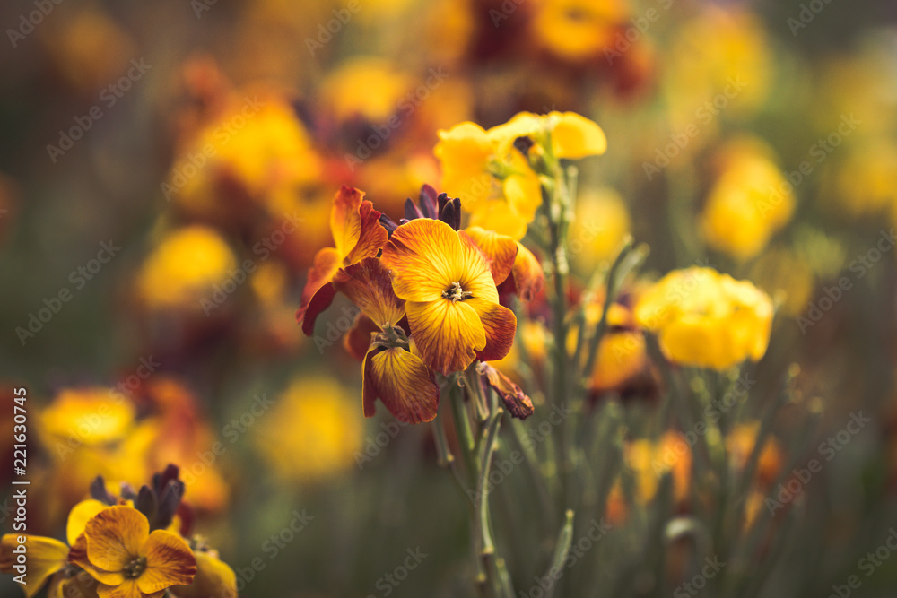 Vibrant colorful flowers Vibrant colorful flowers