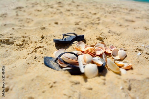 Sea shell on the sand pile at the beach
