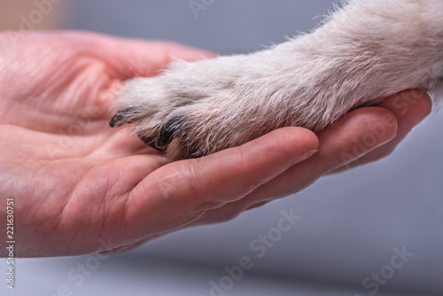 Close up view top of dog paws and human hand - friendship between jack russell terrier foot and human  © Karoline Thalhofer