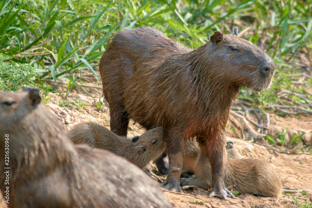 Capybaras in the Pantanal region of Brazil Capybaras in the Pantanal region of Brazil
