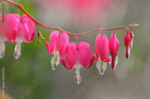 Tränendes Herz (Lamprocapnos spectabilis) photo