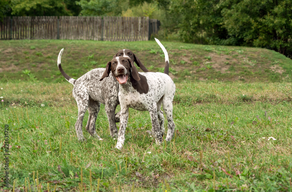 german shorthaired pointer, german kurtshaar two puppies age three months standing on the grass, silly face, funny animals, 
