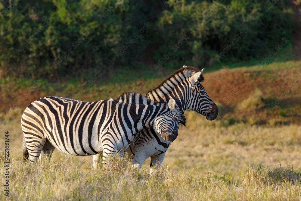 Zebra rubbing his head against his partner Zebra rubbing his head against his partner