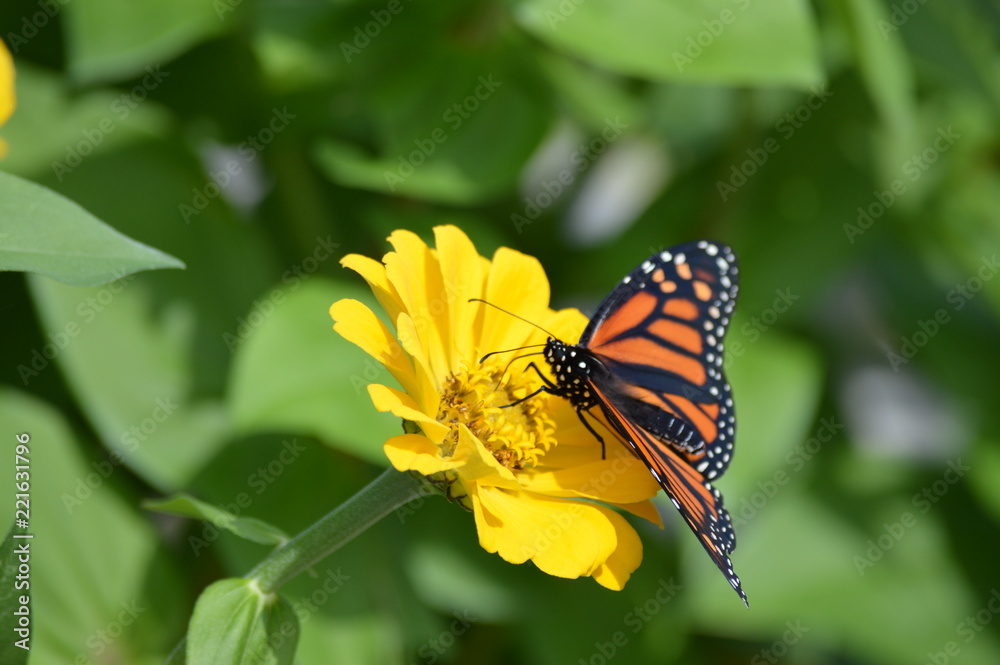 Monarch butterfly on a flower Monarch butterfly on a flower
