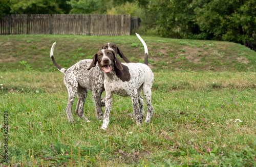 german shorthaired pointer, german kurtshaar two puppies age three months standing on the grass, silly face, funny animals,  photo