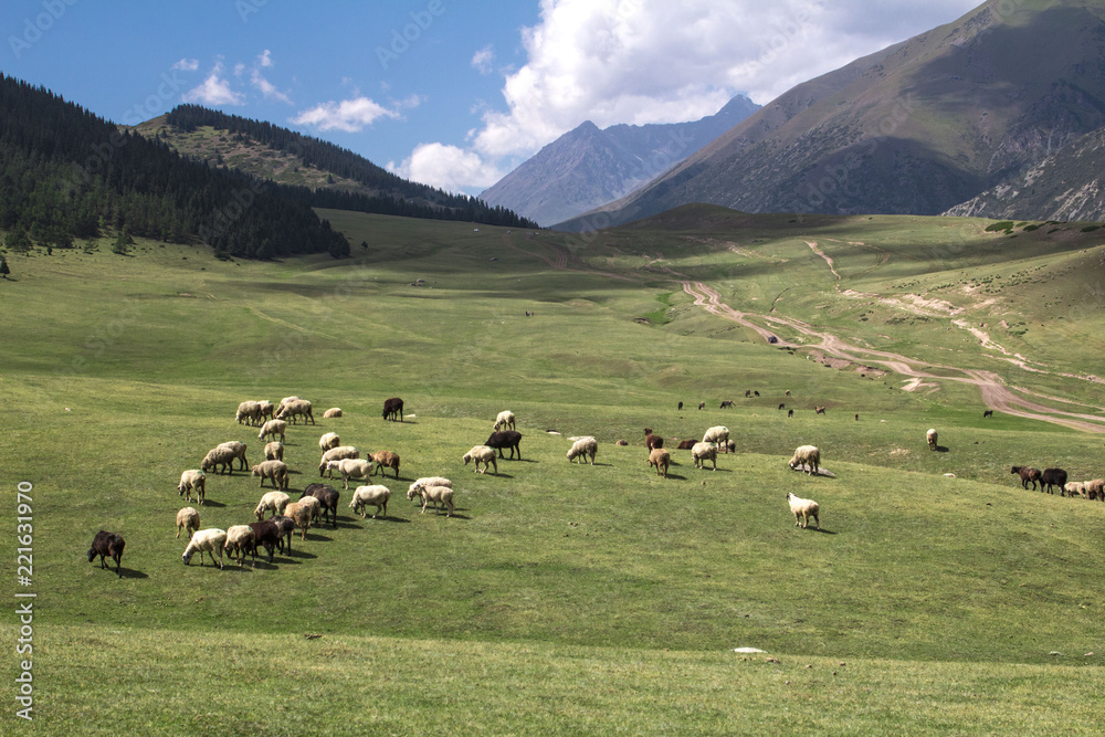 sheep grazing in the alpine meadows in the mountains