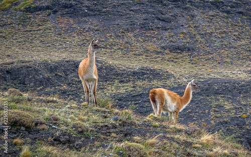 Guanacos in Torres del Paine