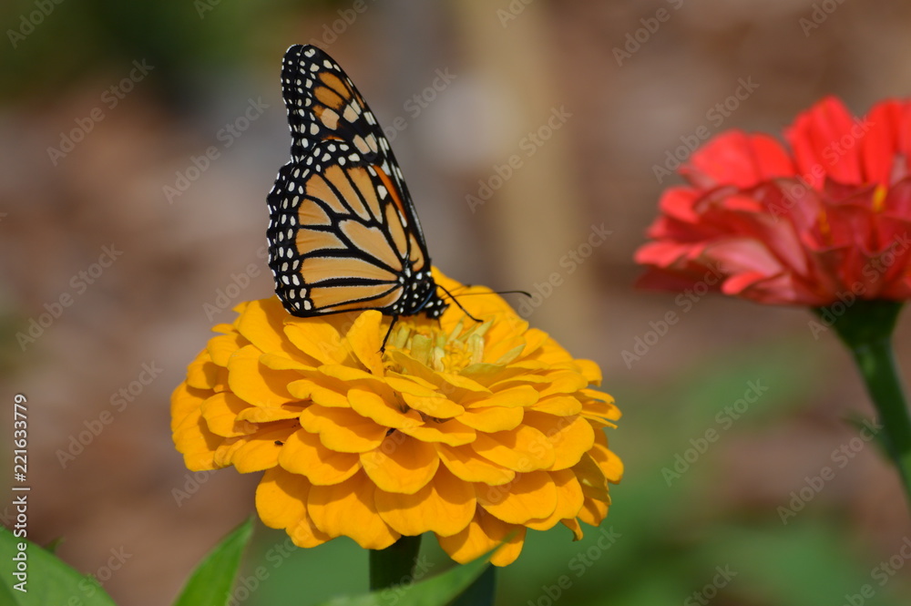 Obraz premium Monarch butterfly on a flower