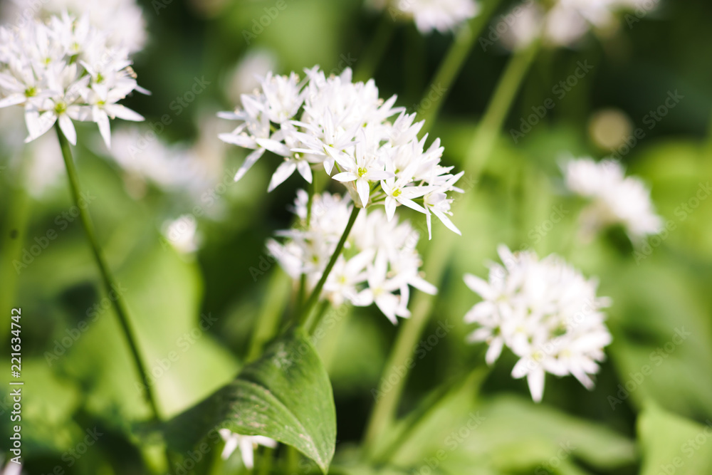 Wild Garlic in Spring Wild Garlic in Spring
