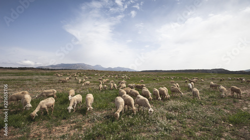 Photograph of sheep eating grass in the field