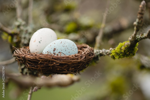 eggs in a nest 