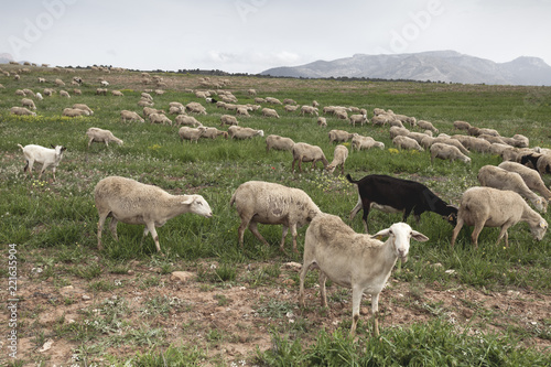Photograph of sheep eating grass in the field
