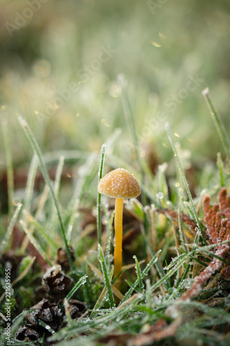 Wallpaper Mural tiny mushroom in frosty grass Torontodigital.ca