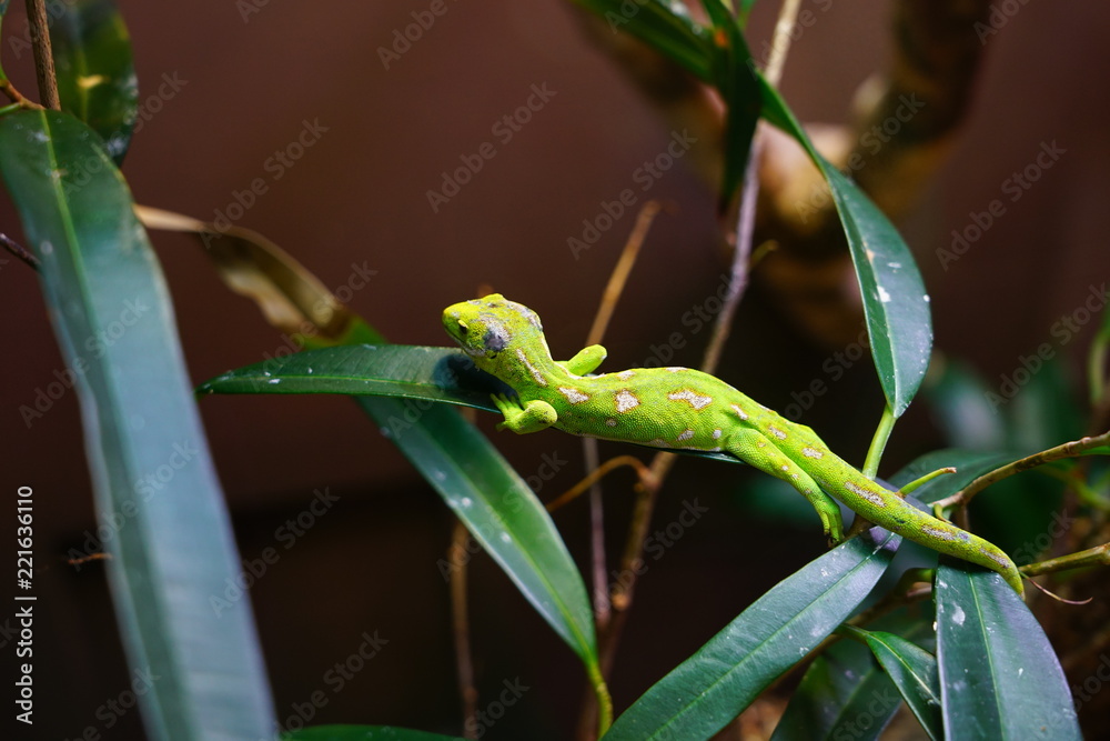 View of a Northland Green Gecko (Naultinus grayi) in New Zealand View of a Northland Green Gecko (Naultinus grayi) in New Zealand