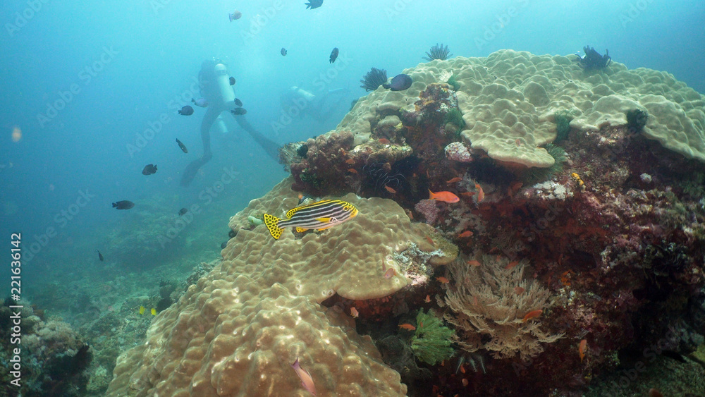 Fototapeta premium Tropical fish on coral reef at diving. Wonderful and beautiful underwater world with corals and tropical fish. Hard and soft corals. Philippines, Mindoro.