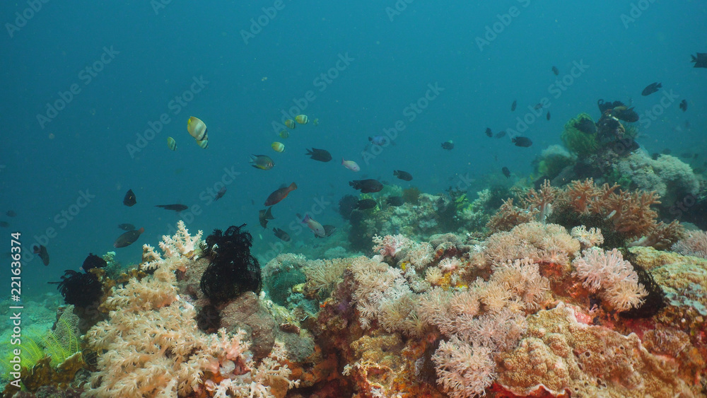 Fish and coral reef at diving. Wonderful and beautiful underwater world with corals and tropical fish. Hard and soft corals. Philippines, Mindoro. Diving and snorkeling in the tropical sea.