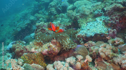 Clown Anemonefish in actinia on coral reef. Amphiprion percula. Mindoro. Underwater coral garden with anemone and clownfish. Philippines