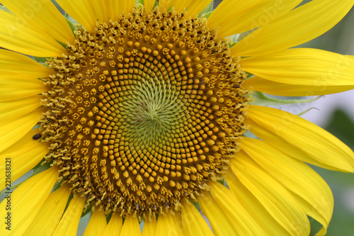 Fototapeta Naklejka Na Ścianę i Meble -  Close up of sunflower