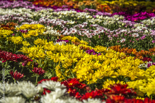 Daisy flower plant color cultive photo