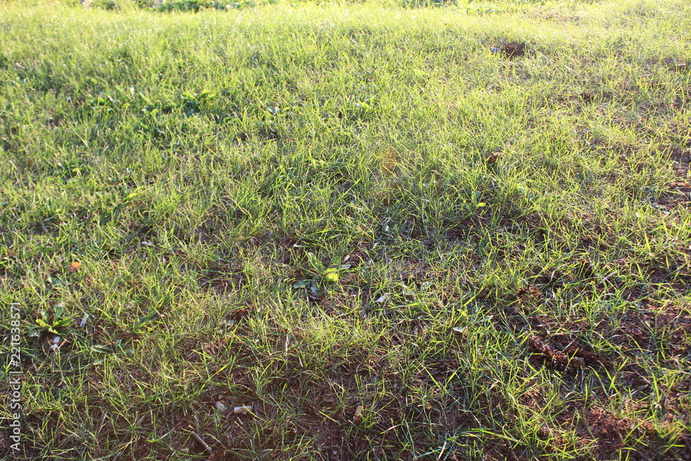grass grass