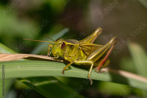 Red legged grasshopper