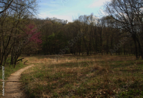 Forest Trail