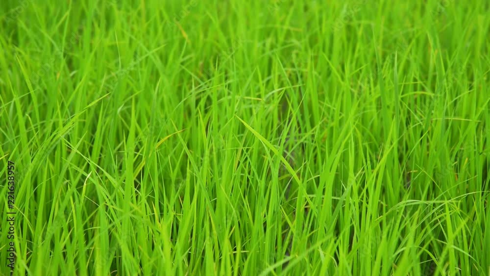 Young Rice Growing In Thailand Young Rice Growing In Thailand