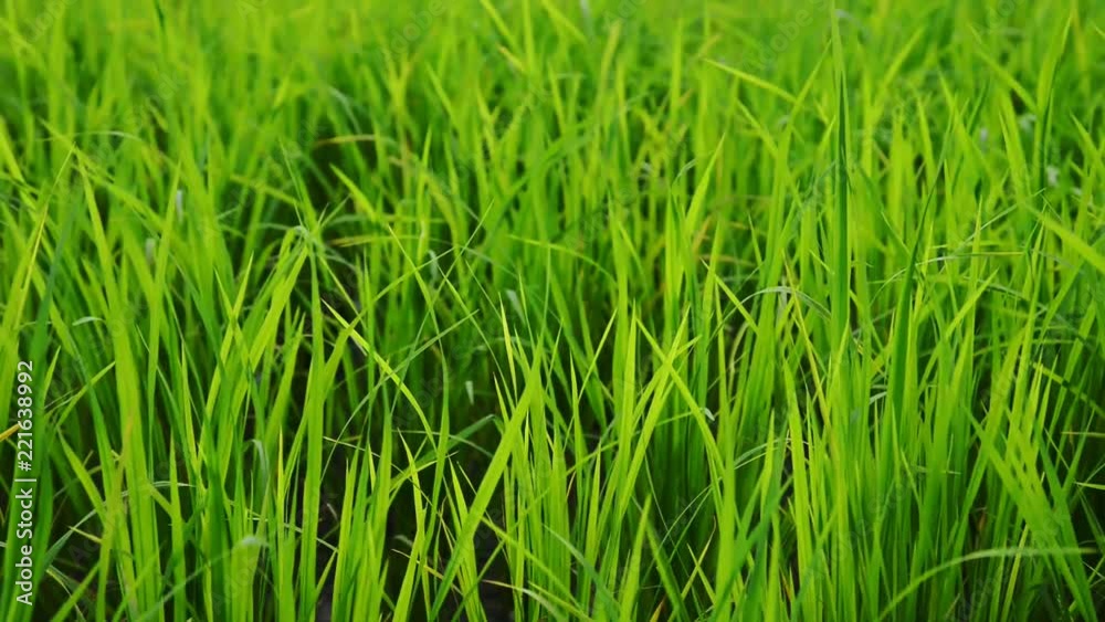 Young Rice Growing In Thailand Young Rice Growing In Thailand