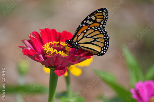 Monarch butterfly in the garden