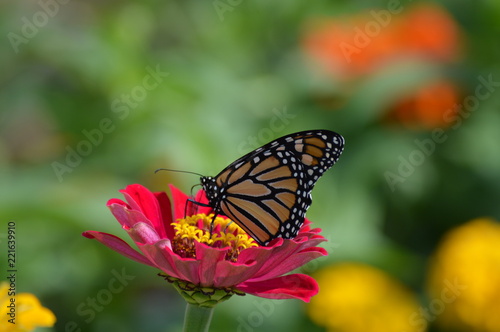 Monarch butterfly in the garden © Kari
