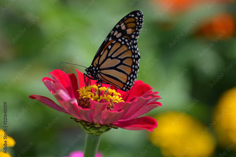 Monarch butterfly in the garden Monarch butterfly in the garden