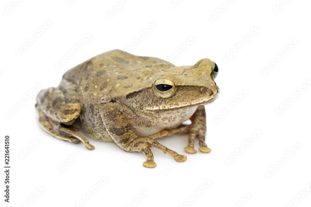 Image of Frog, Polypedates leucomystax,polypedates maculatus on a white background. Reptile. Animal. Image of Frog, Polypedates leucomystax,polypedates maculatus on a white background. Reptile. Animal.