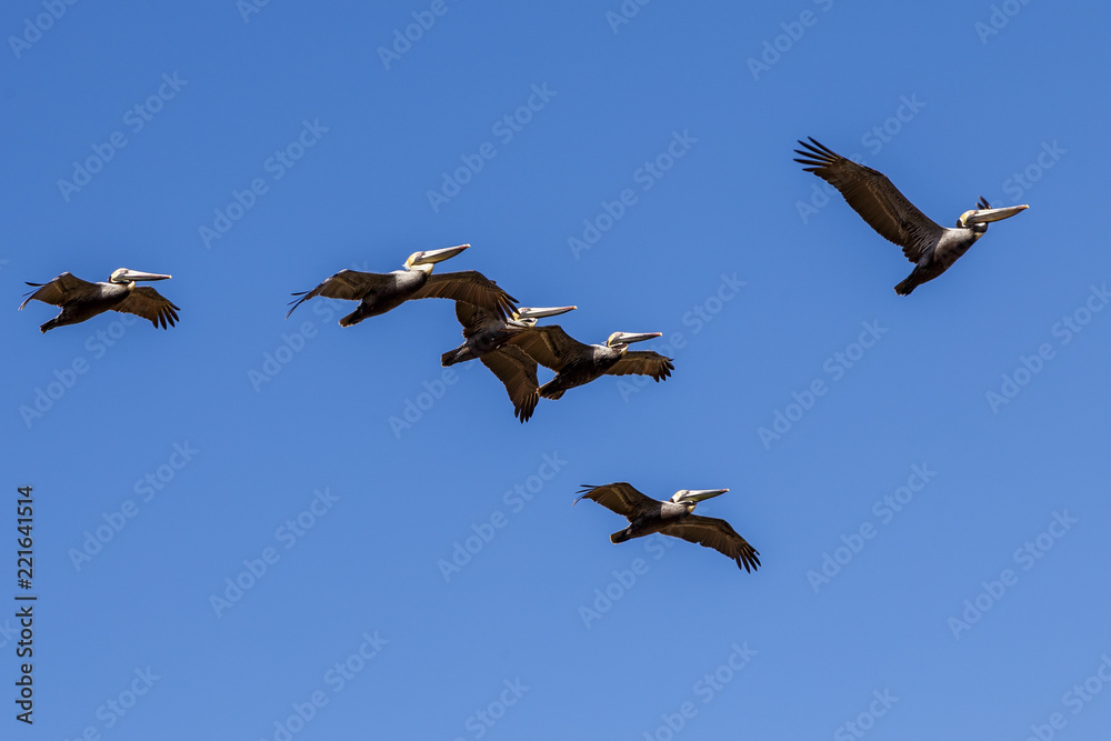 Obraz premium squadron of pelicans