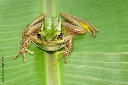 Image of paddy field green frog or Green Paddy Frog (Rana erythraea) on the green leaf. Amphibian. Animal. photo