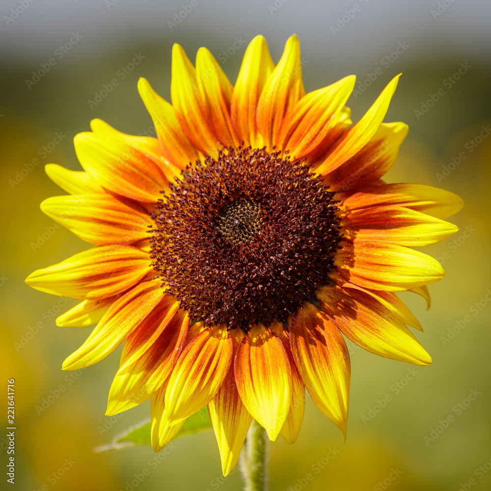Obraz premium sunflower 